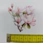 Preview: Bügelbild Magnolie